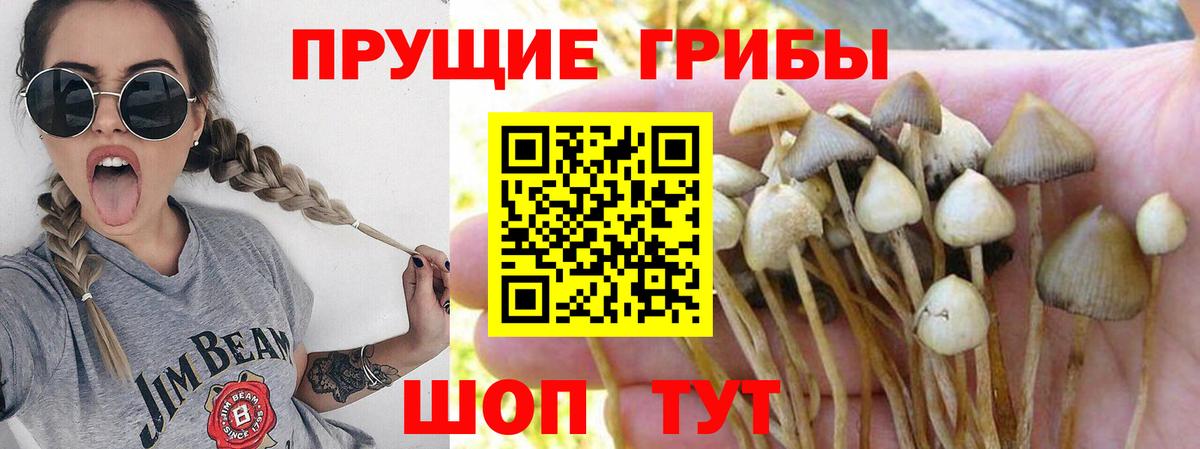 Галлюциногенные грибы мицелий  Вход с VPN  купить  цена  Псилоцибиновые грибы мицелий  Железноводск 